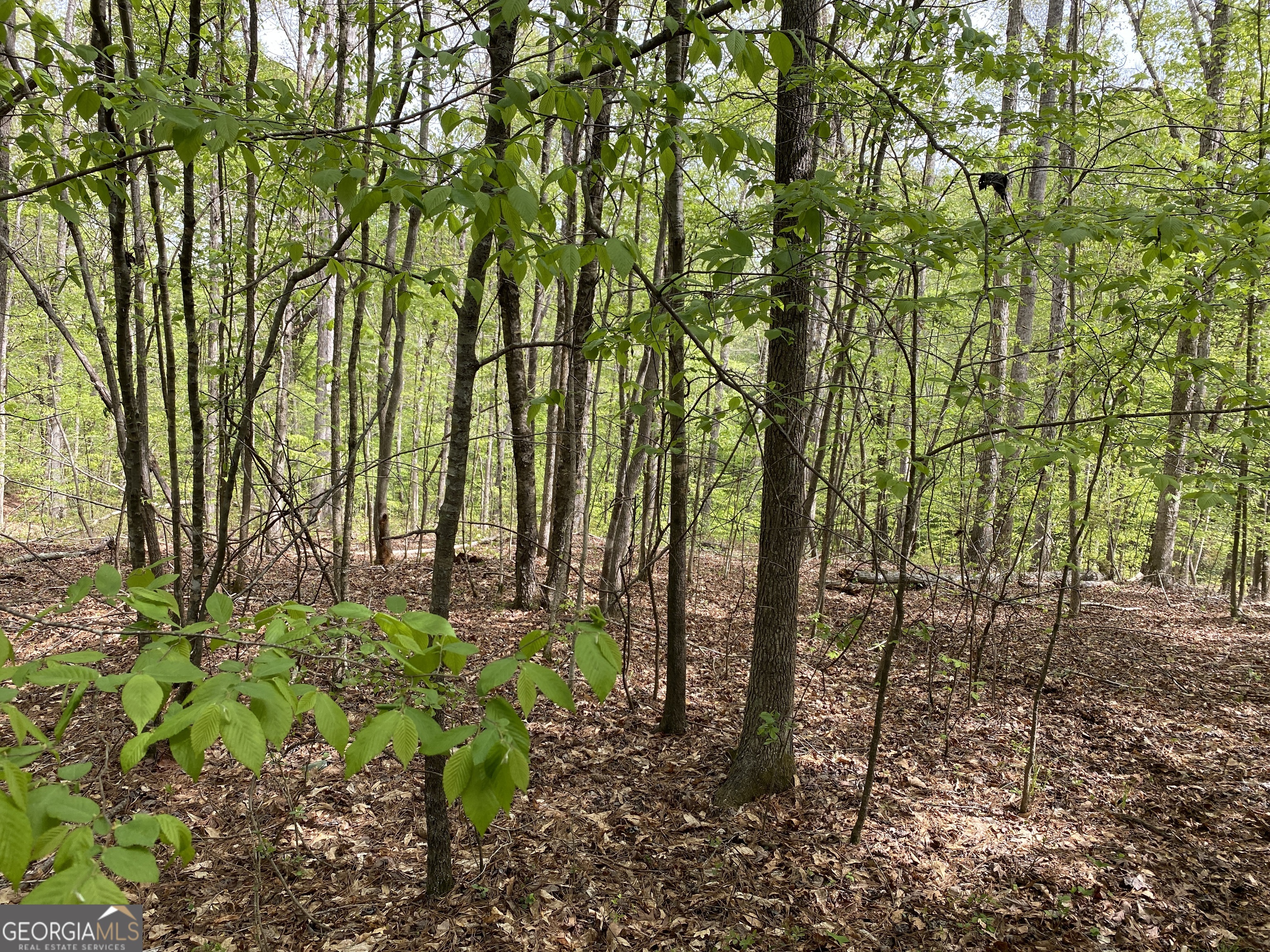 2 B Curry Falls Trail Athens, GA 30607 - Photo 5 of 5 a backyard of a house with lots of green space and trees