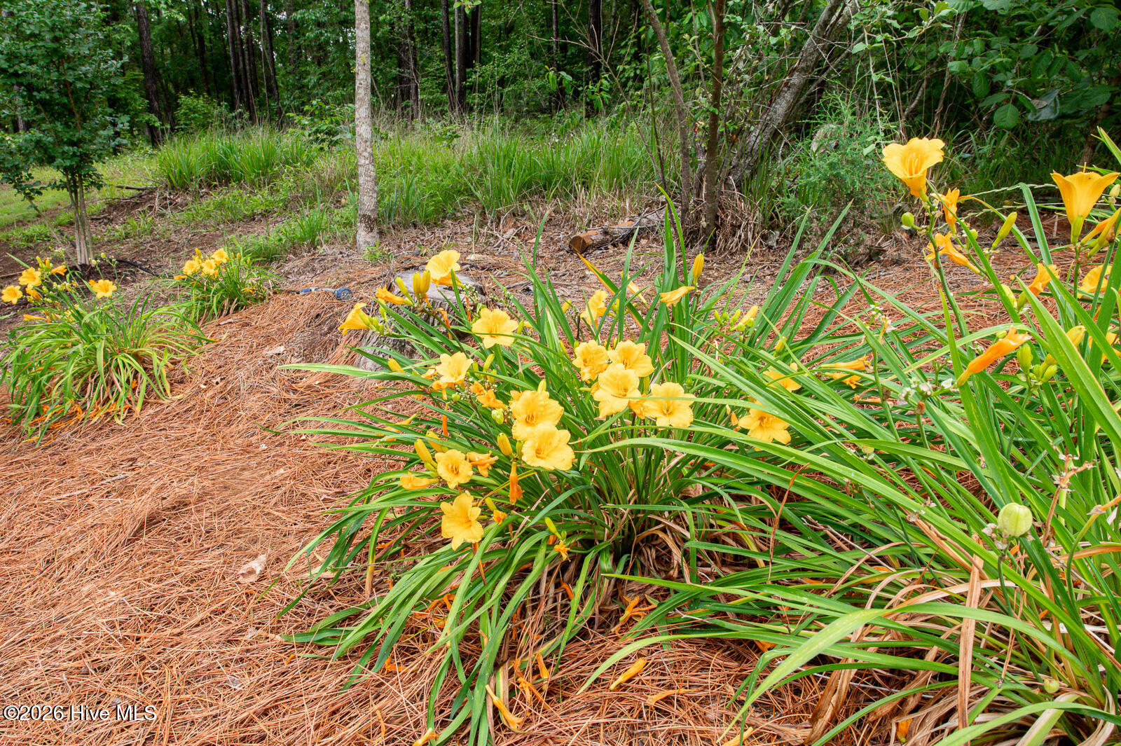 846 Briggs Road North Augusta, SC 29860 - Photo 43 of 58 Landscaping!