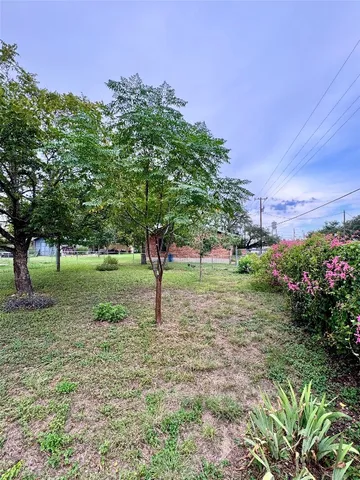 a view of a tree in a park