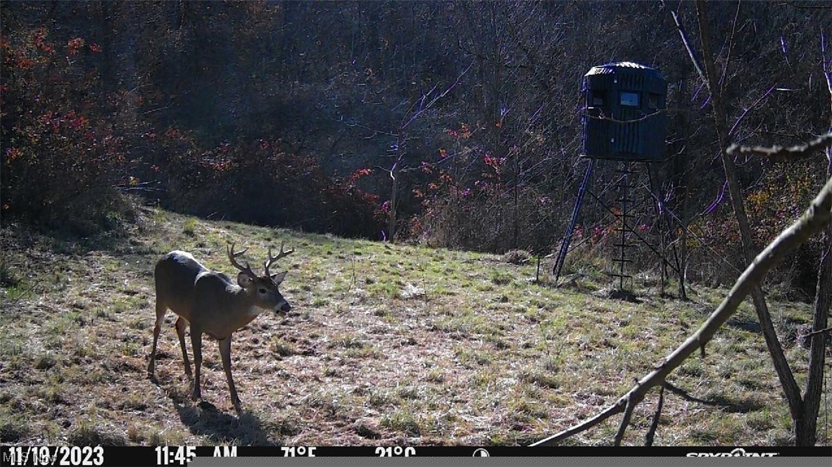 13955 T-Ridge Road Caldwell, OH 43724 - Photo 11 of 45 Buck this Hunting Season