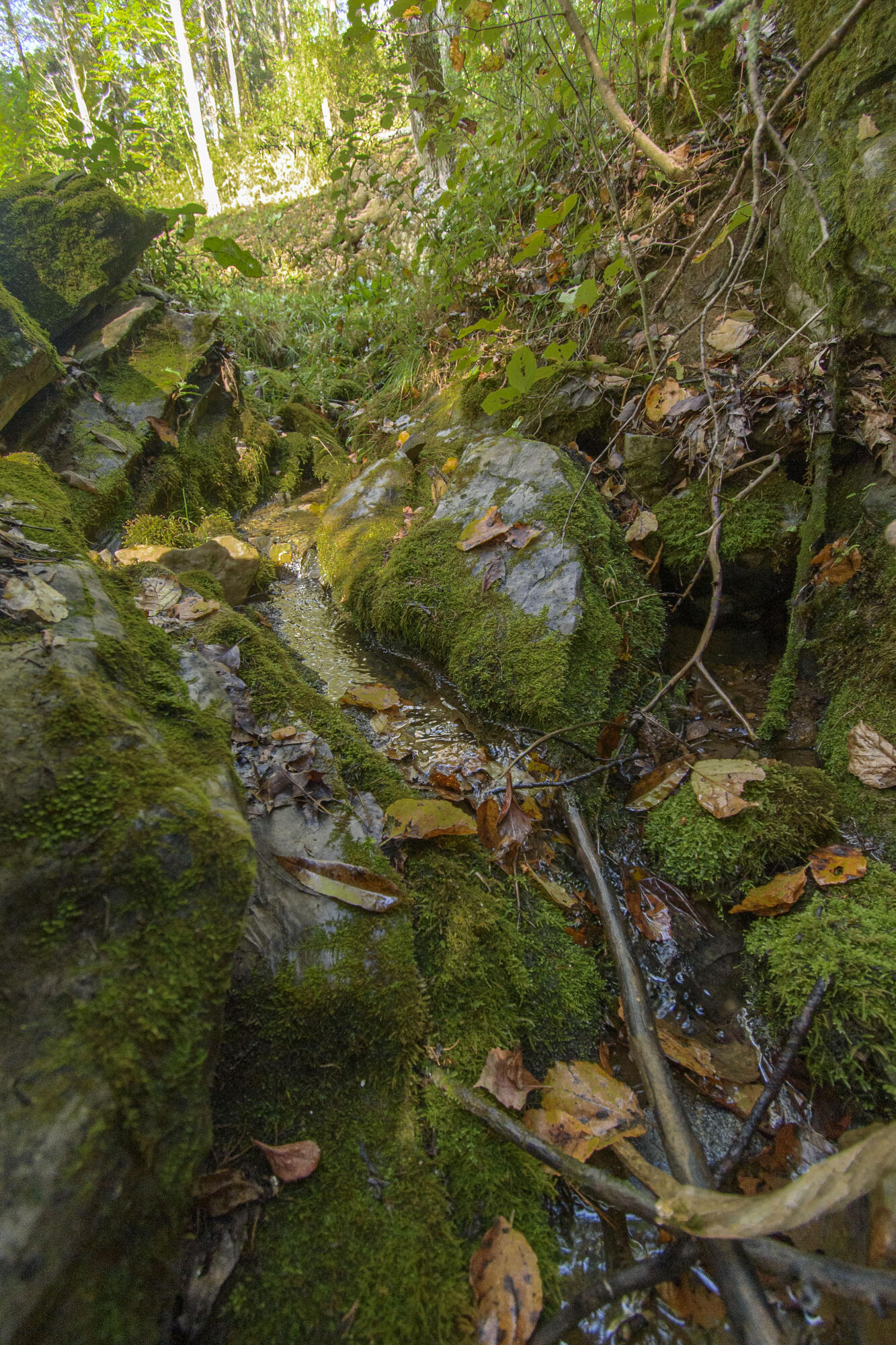 5600 Mt Tabor Road Blacksburg, VA 24060 - Photo 91 of 99 Mount Tabor_21