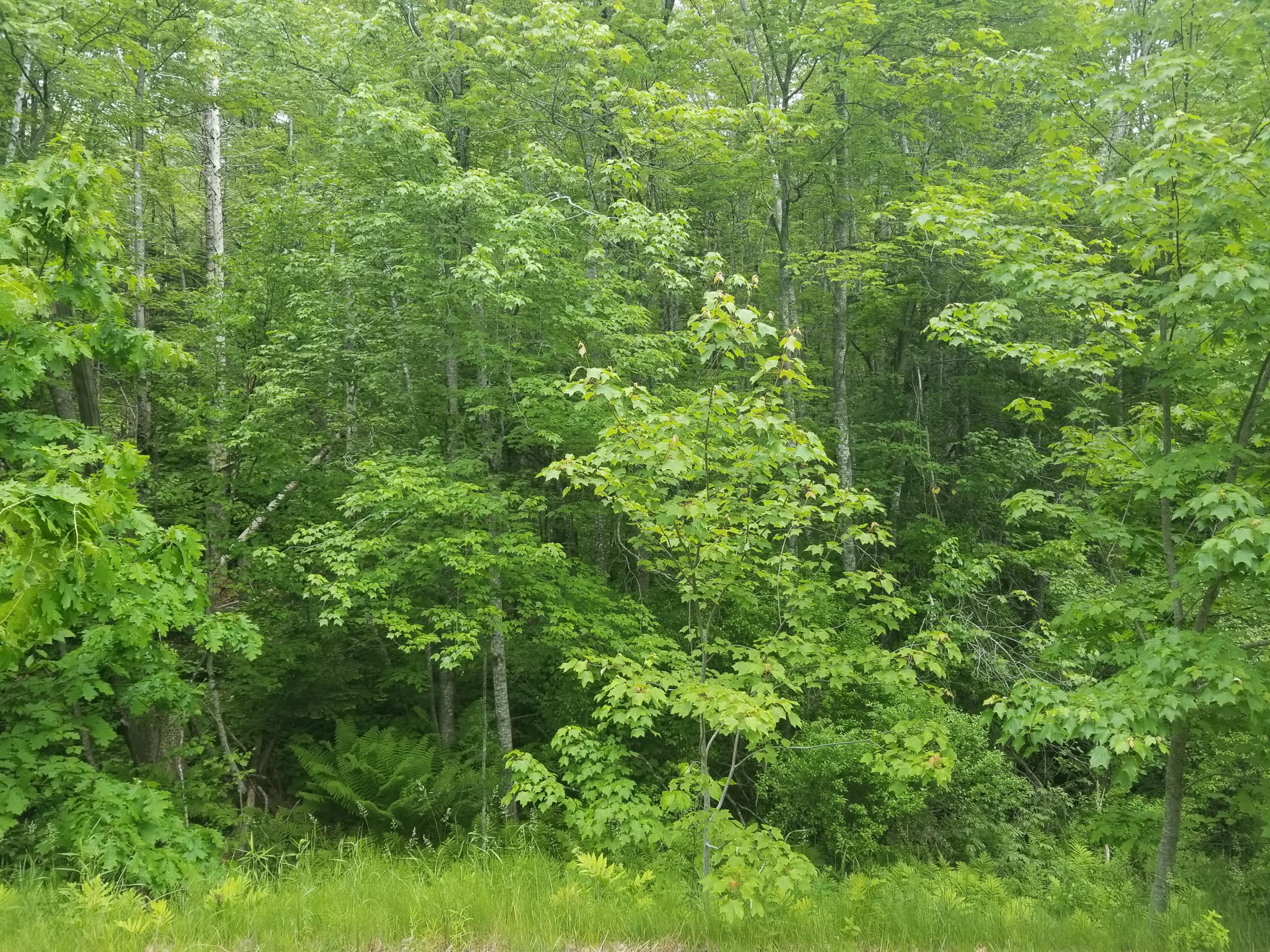 0 Waldoboro Road Washington, ME 04574 - Photo 4 of 6 20190616_173612