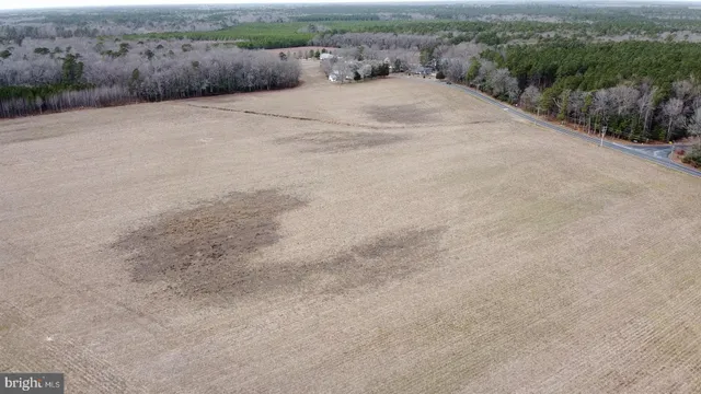 a pathway of a field with trees