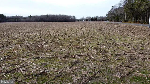 a view of terrace with lots of trees