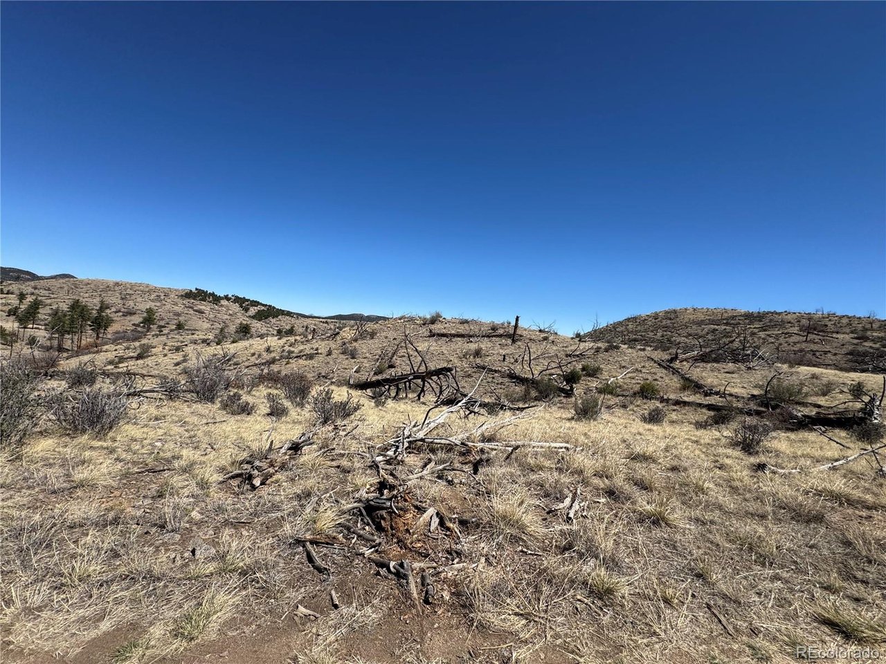 32 F Path Cotopaxi, CO 81223 - Photo 5 of 13 a view of a large tree with a mountain in the background