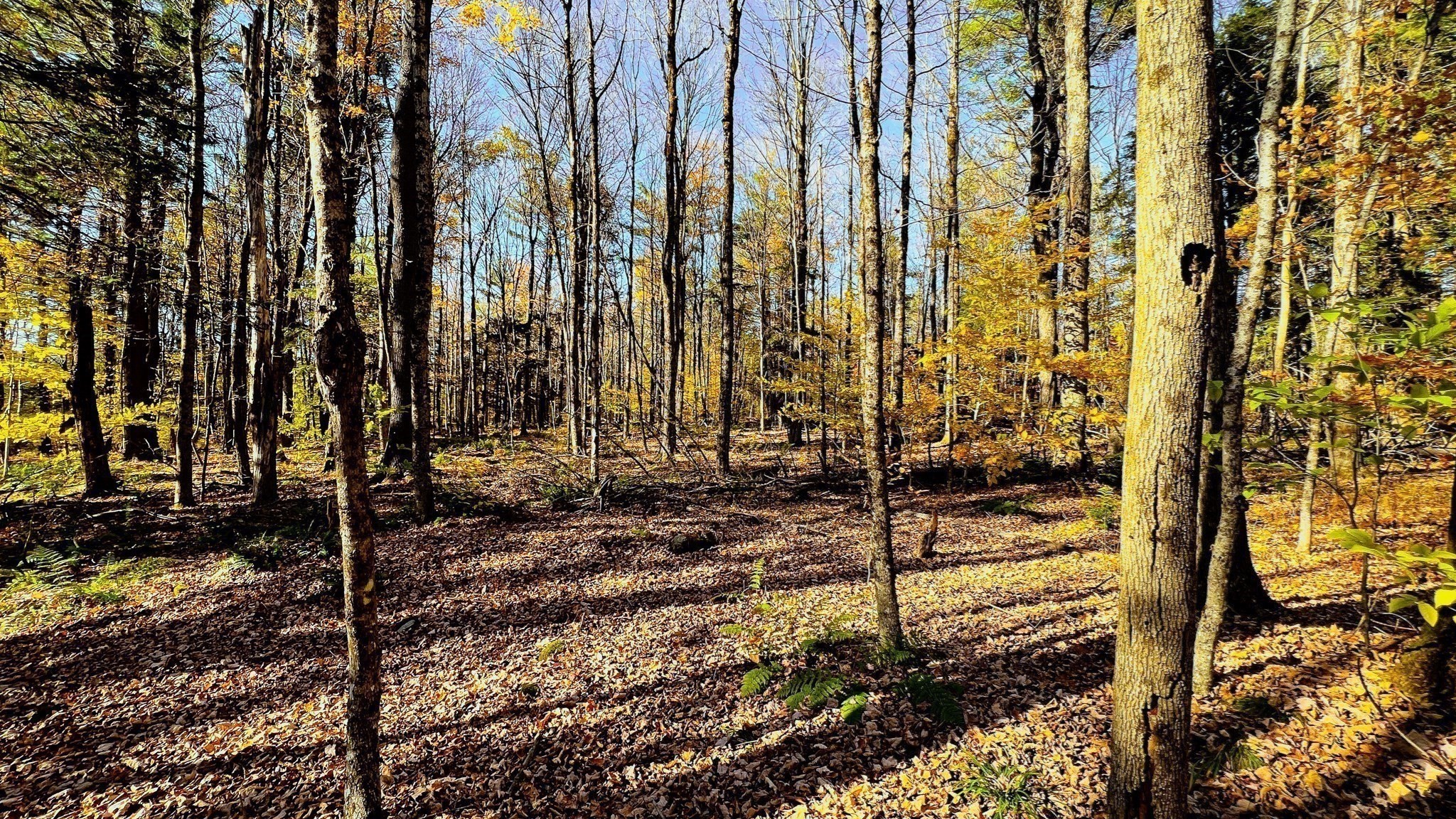 Lot 1 Marcy Road Otis, MA 01253 - Photo 6 of 15 Gallery Image 6