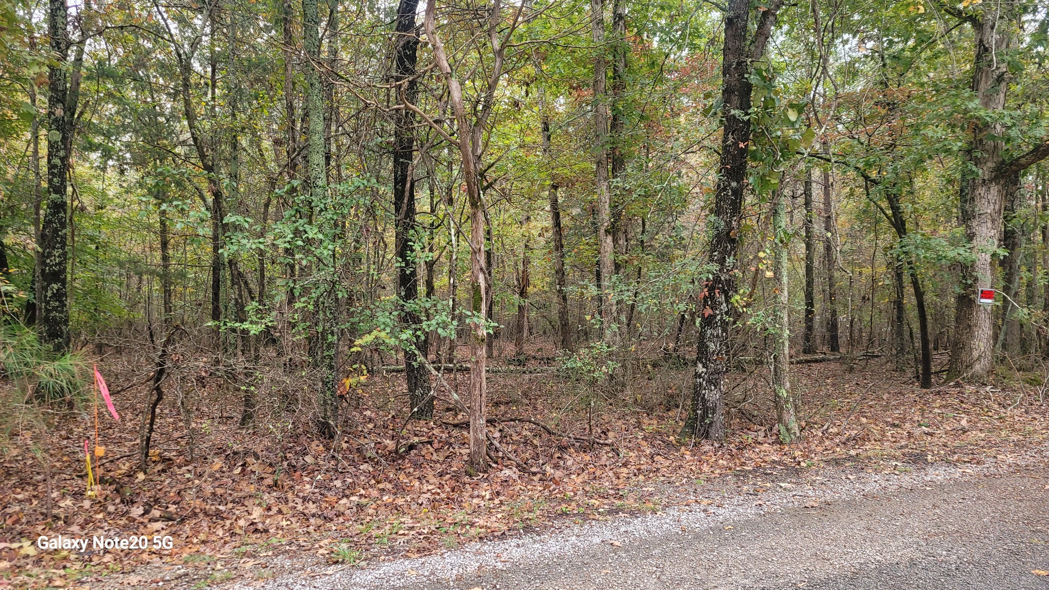 a view of a forest with trees in the background
