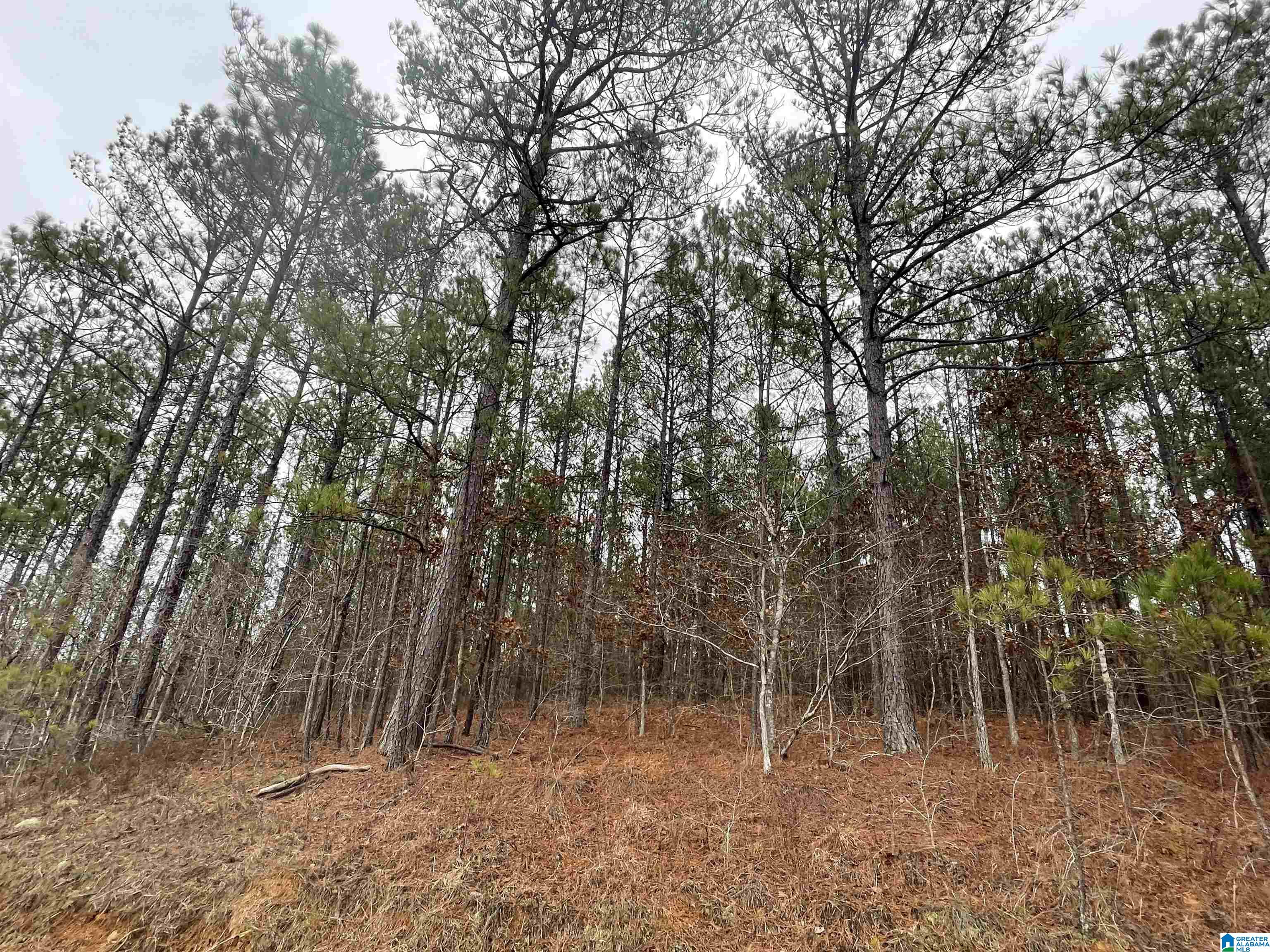 1 Chelsea Road, Unit 3B Columbiana, AL 35051 - Photo 4 of 8
