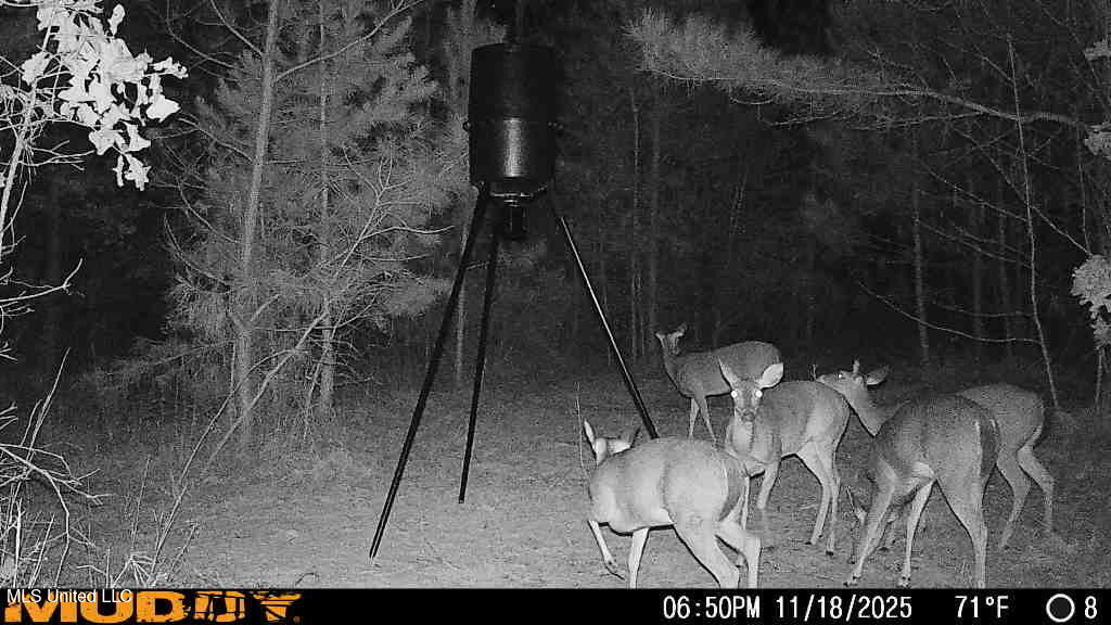 222 Byrd Road Pinola, MS 39149 - Photo 30 of 30 5258928436545988884