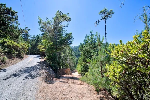 a view of a pathway with a tree