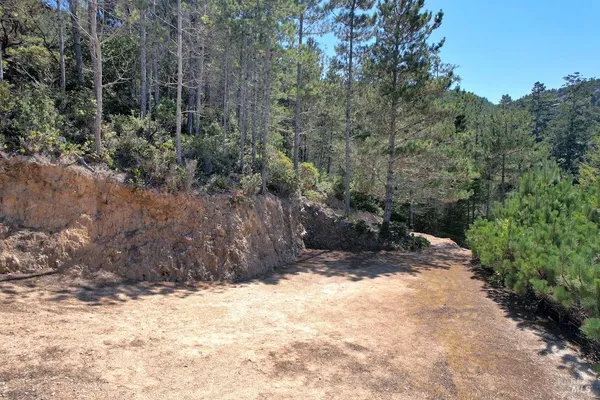 a view of a forest with a street