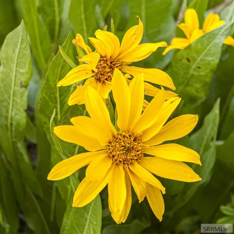 $325,000 | 2819 Northeast Sagehen Drive, Island Park, ID 83429