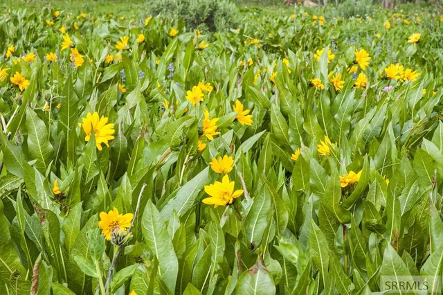 $325,000 | 2819 Northeast Sagehen Drive, Island Park, ID 83429