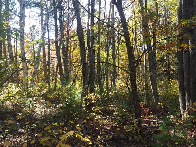 On Wilsch Road, Unit LOT 2 Conover, WI 54519 - Photo 8 of 15 Gallery Image 8