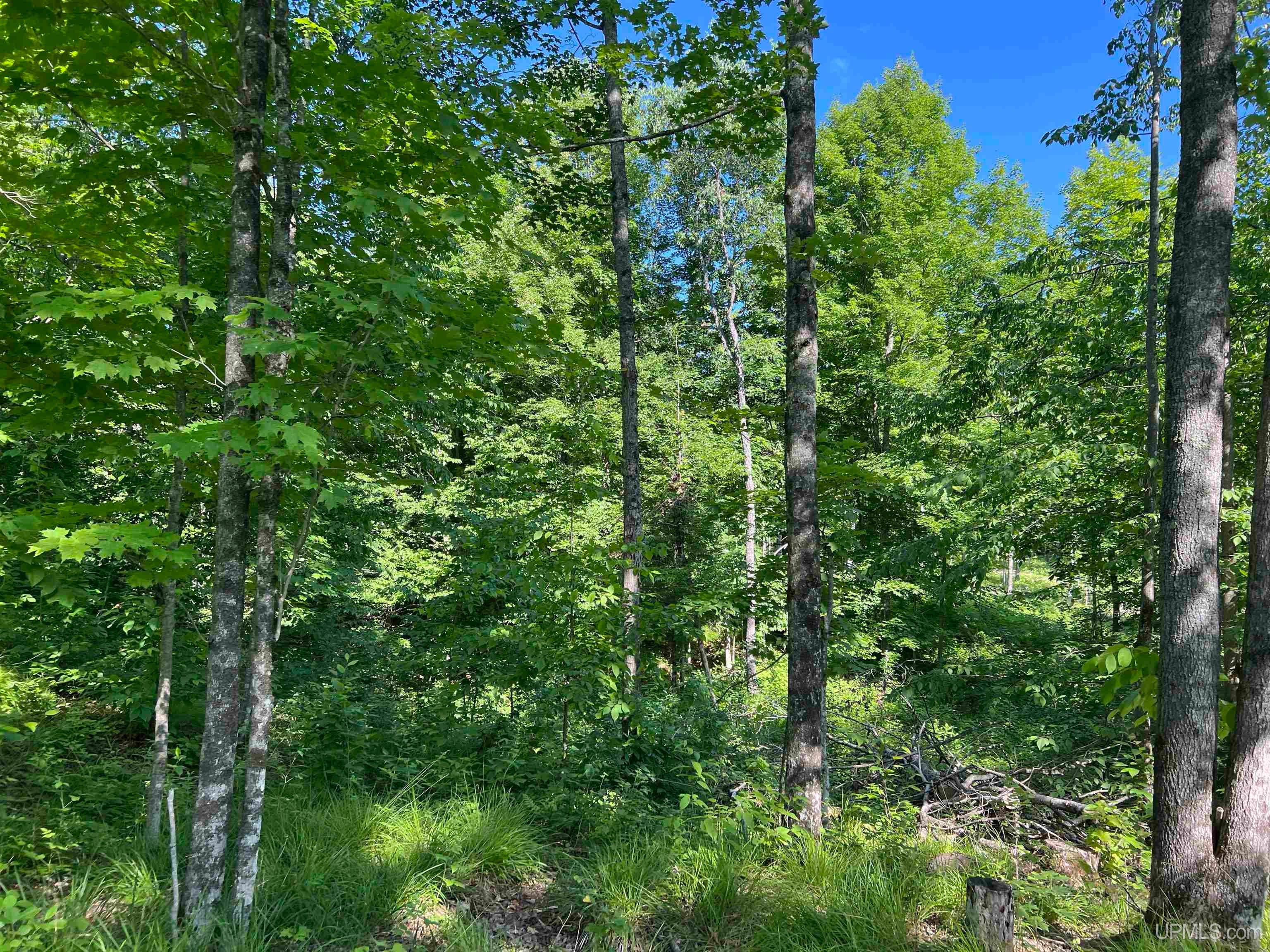 Tbd North County Line Road Sagola, MI 49920 - Photo 7 of 46 Gallery Image 7