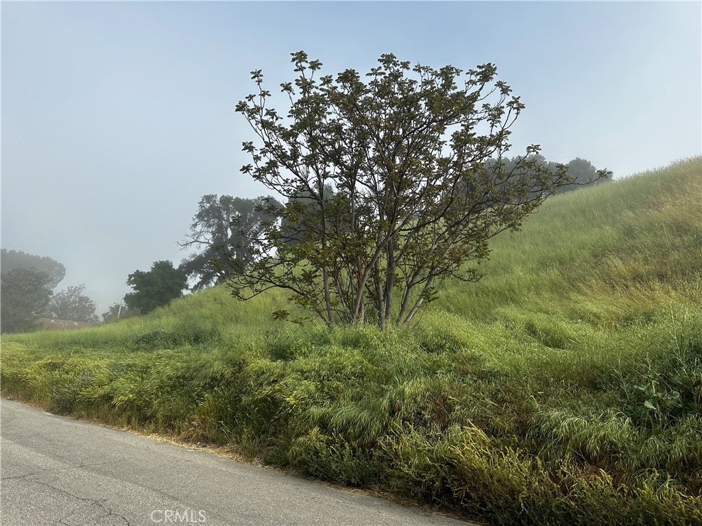 14 Driver Avenue Val Verde, CA 91384 - Photo 6 of 14 a view of a forest with a tree