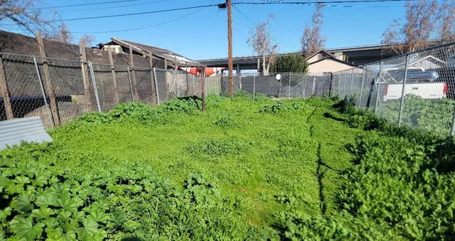 a view of a backyard with plants