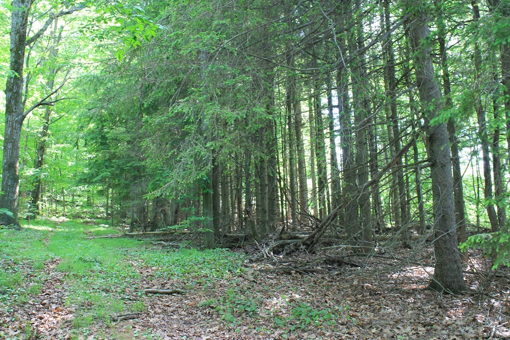 0 Merriam Road Princeton, MA 01541 - Photo 4 of 8