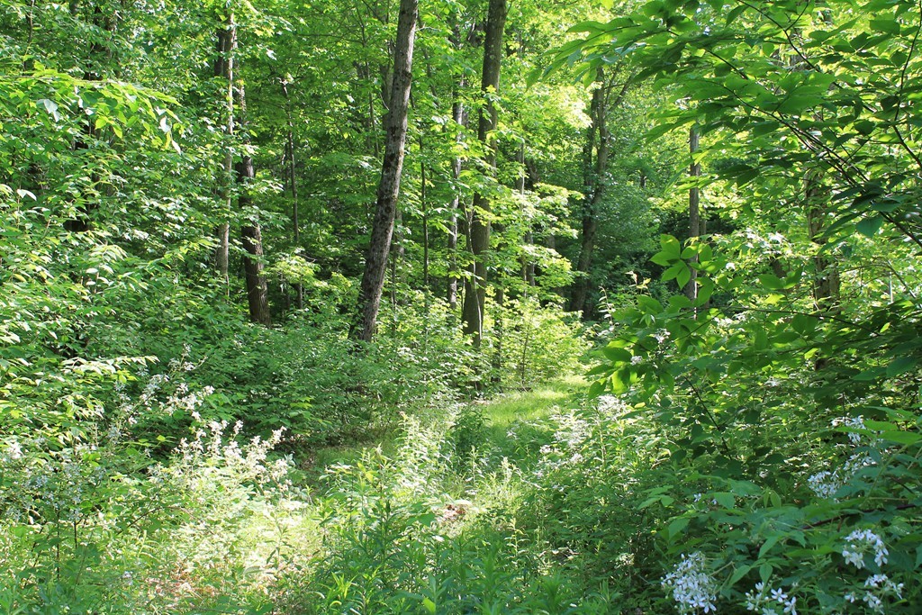 0 Merriam Road Princeton, MA 01541 - Photo 6 of 8