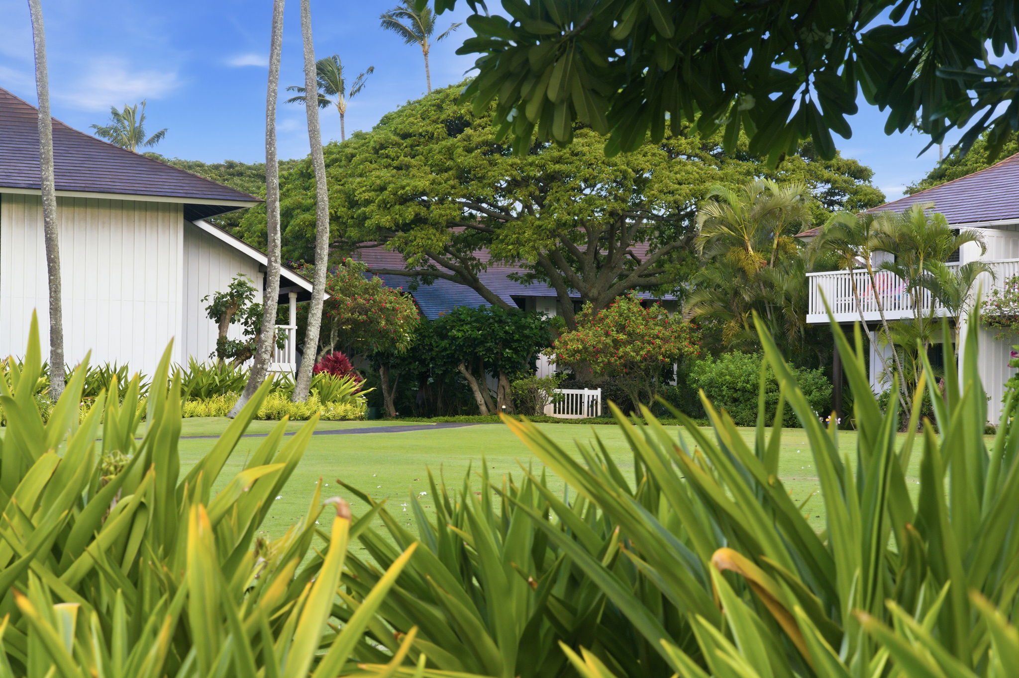 2253 Poipu Road, Unit 330 Koloa, HI 96756 - Photo 24 of 26 a view of a backyard