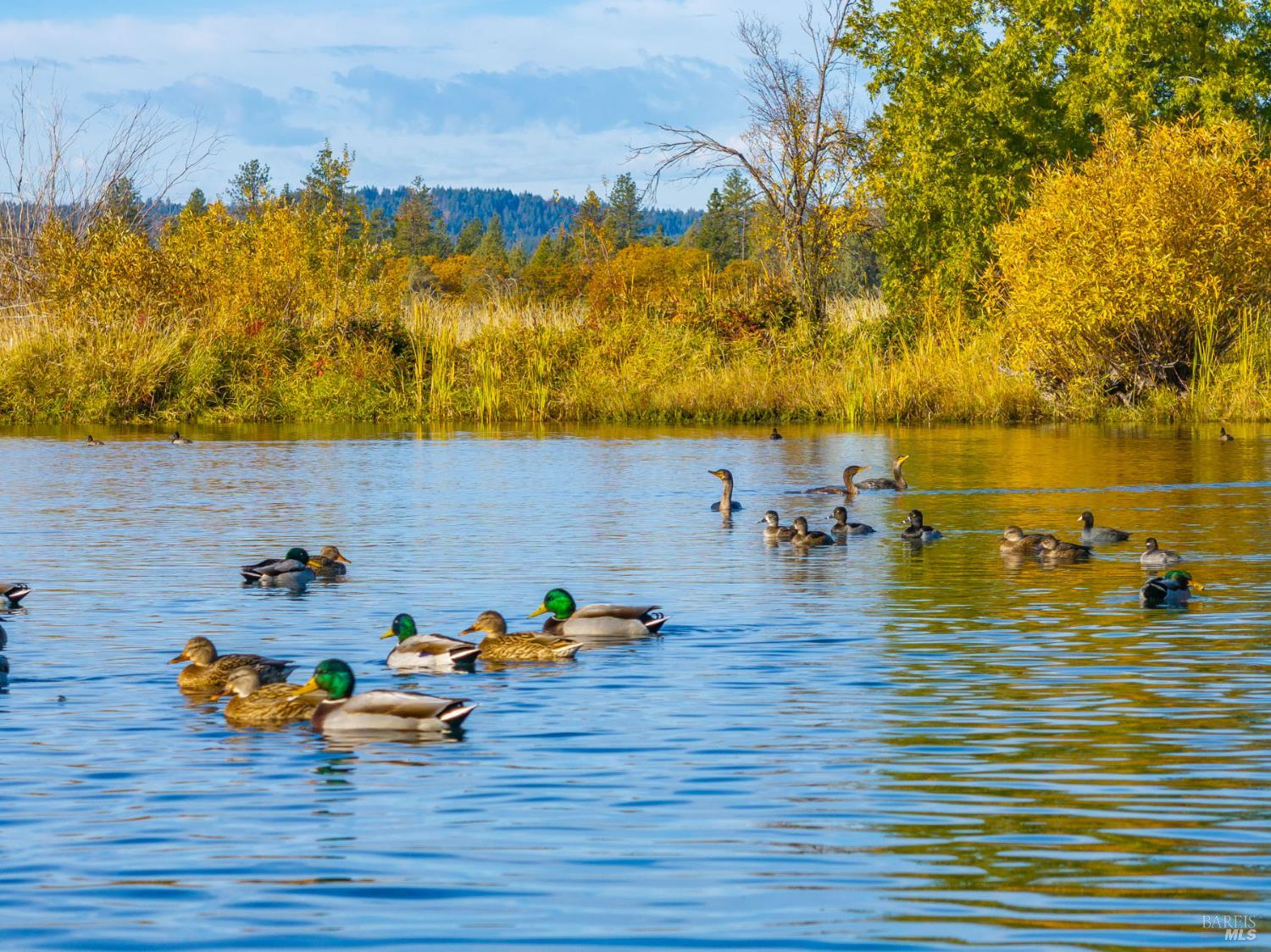 41579 Osprey Road Fall River Mills, CA 96028 - Photo 14 of 67 a view of a lake view
