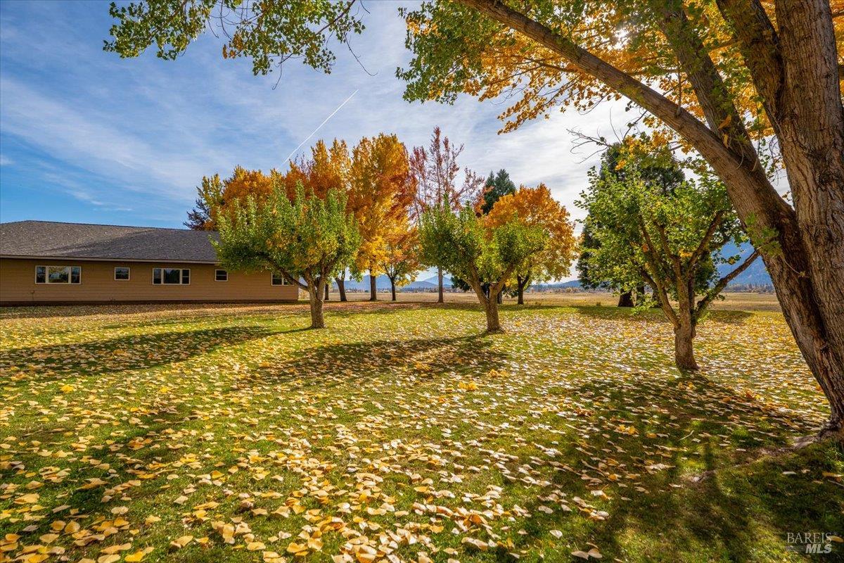 41579 Osprey Road Fall River Mills, CA 96028 - Photo 56 of 67 a view of yard with tree