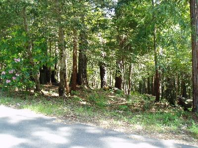 388 Moonraker Road The Sea Ranch, CA 95497 - Photo 1 of 3 a backyard of a house with lots of green space