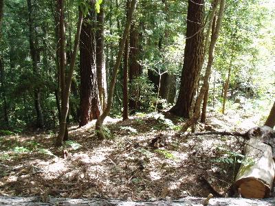 388 Moonraker Road The Sea Ranch, CA 95497 - Photo 3 of 3 a view of tree
