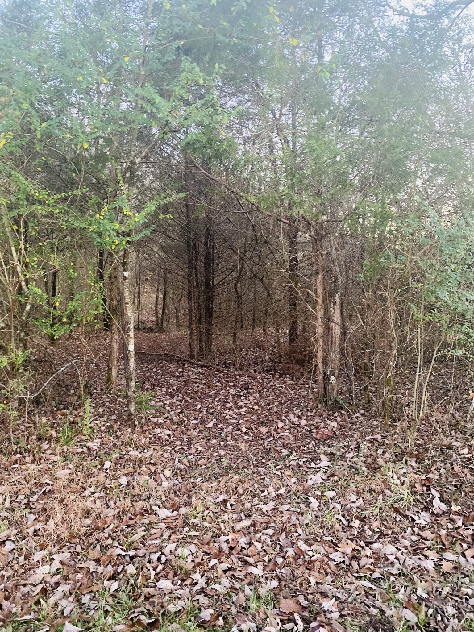 0 Wilson Hill Road Lewisburg, TN 37091 - Photo 13 of 20 Gallery Image 13