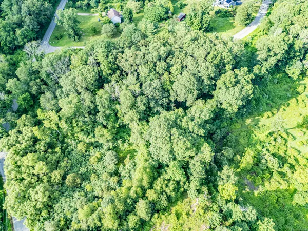 a view of a lush green forest
