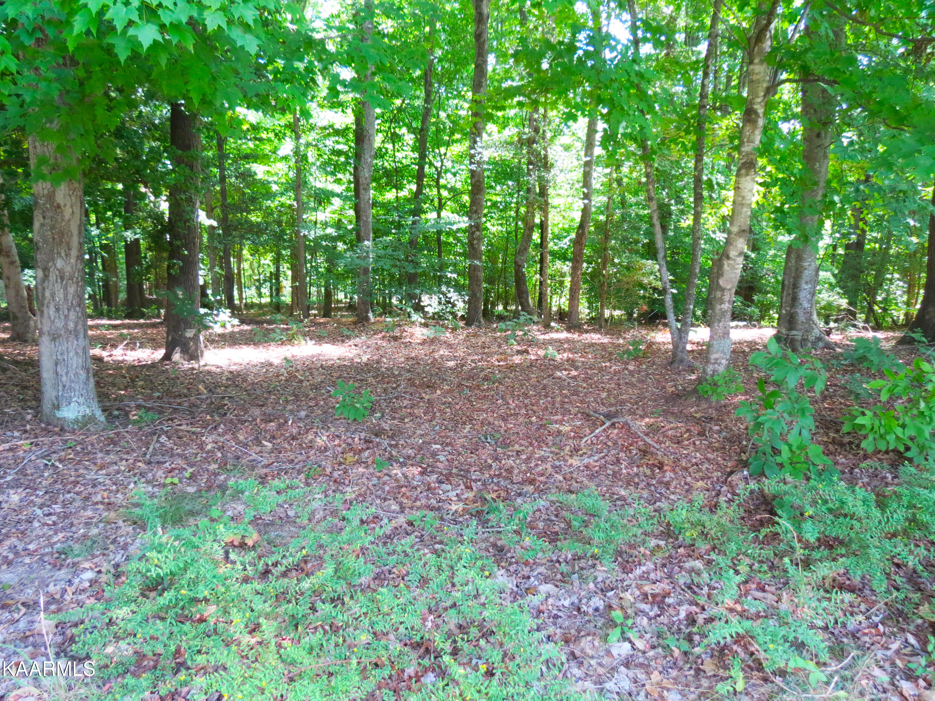 Lot 25 Devon Way Road White Pine, TN 37890 - Photo 6 of 12 Devon 6