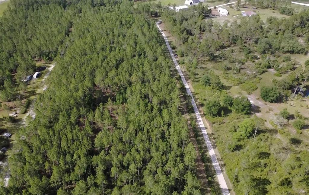 859 Wild Cur Road Pierson, FL 32180 - Photo 12 of 19 a view of a forest with a building