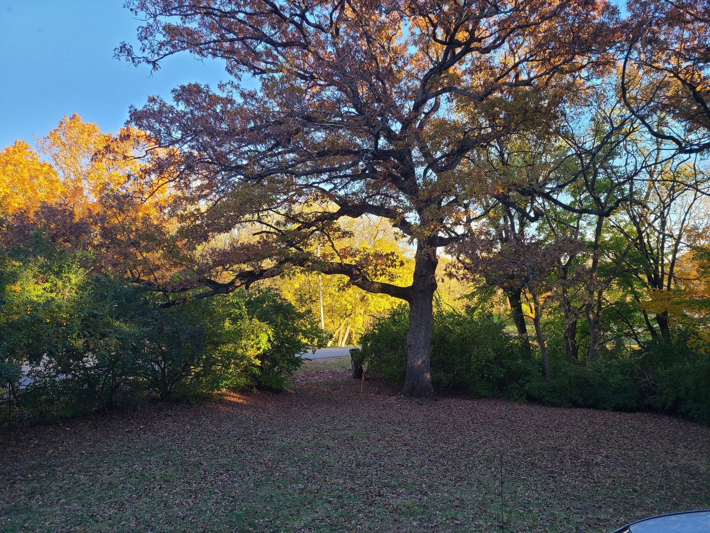 2871 East 777th Road Utica, IL 61373 - Photo 19 of 19 a view of a tree in front of a house