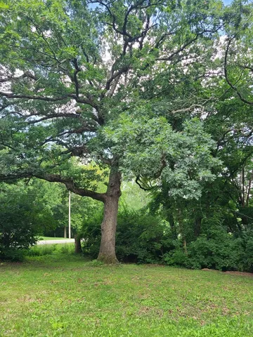 a view of a yard with a tree