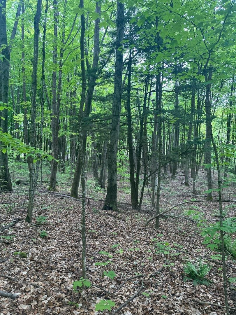 0 Observatory Road, Unit 8 Hinesburg, VT 05461 - Photo 7 of 9