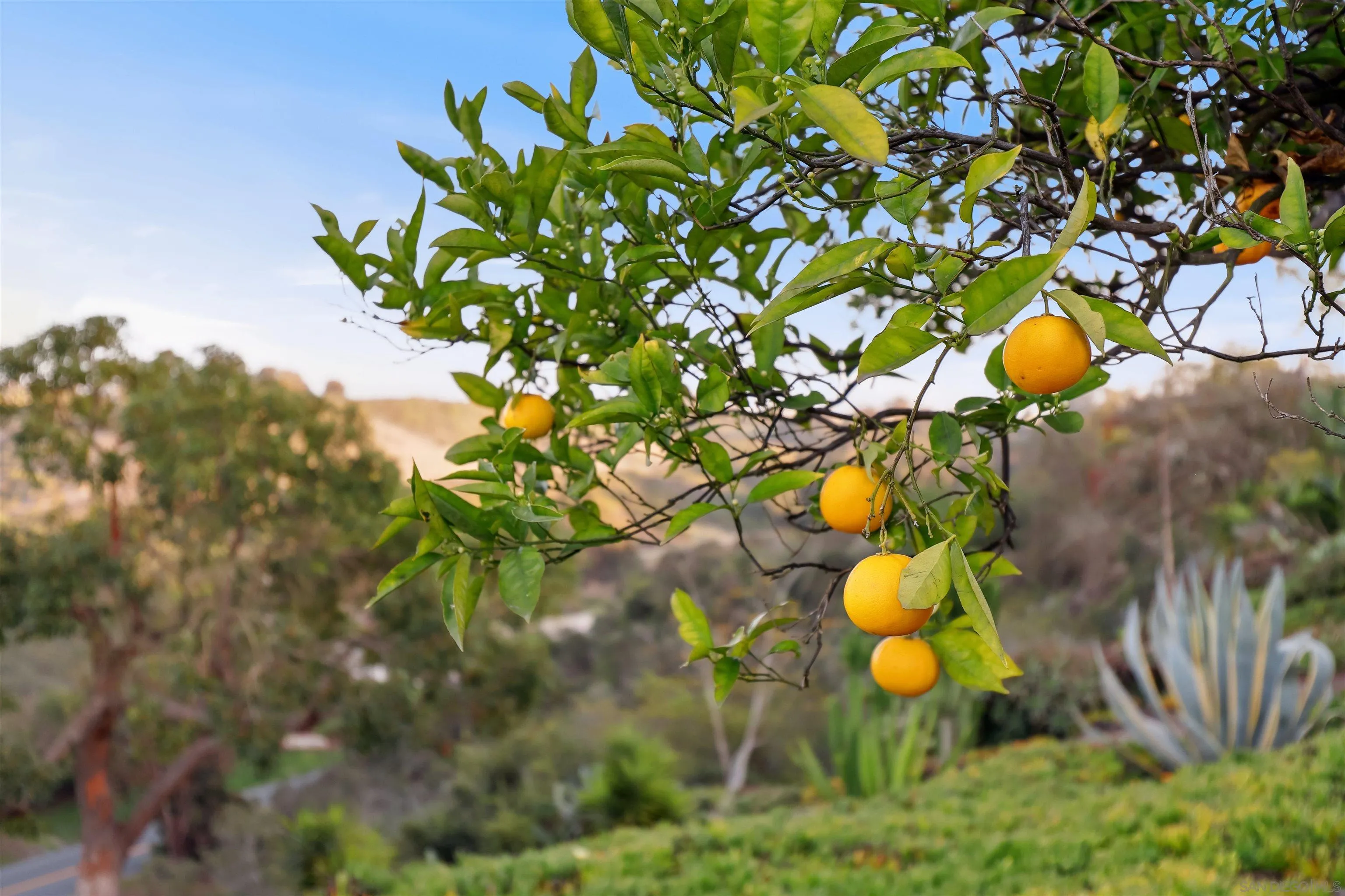 1449 Rainbow Ridge Lane Encinitas, CA 92024 - Photo 37 of 58 a backyard of a house with lots of green space