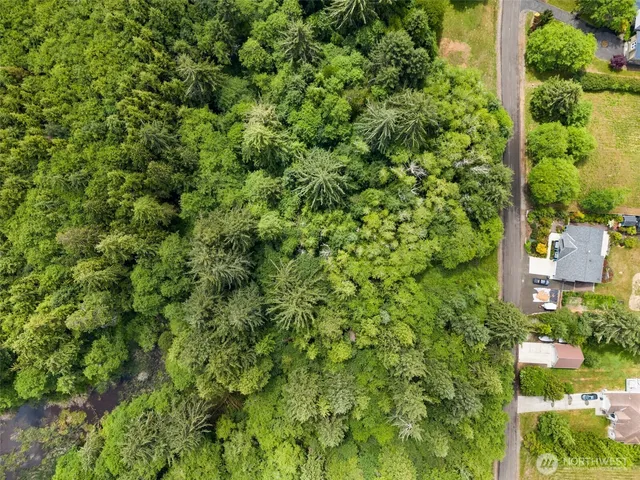 a view of a lush green forest with lawn chairs and plants