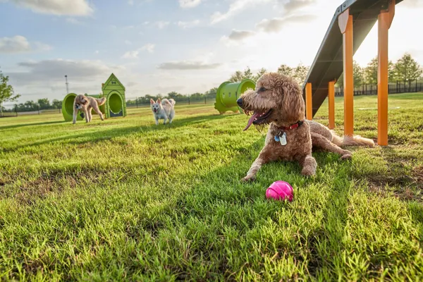 a view of outdoor space with garden and entertaining space