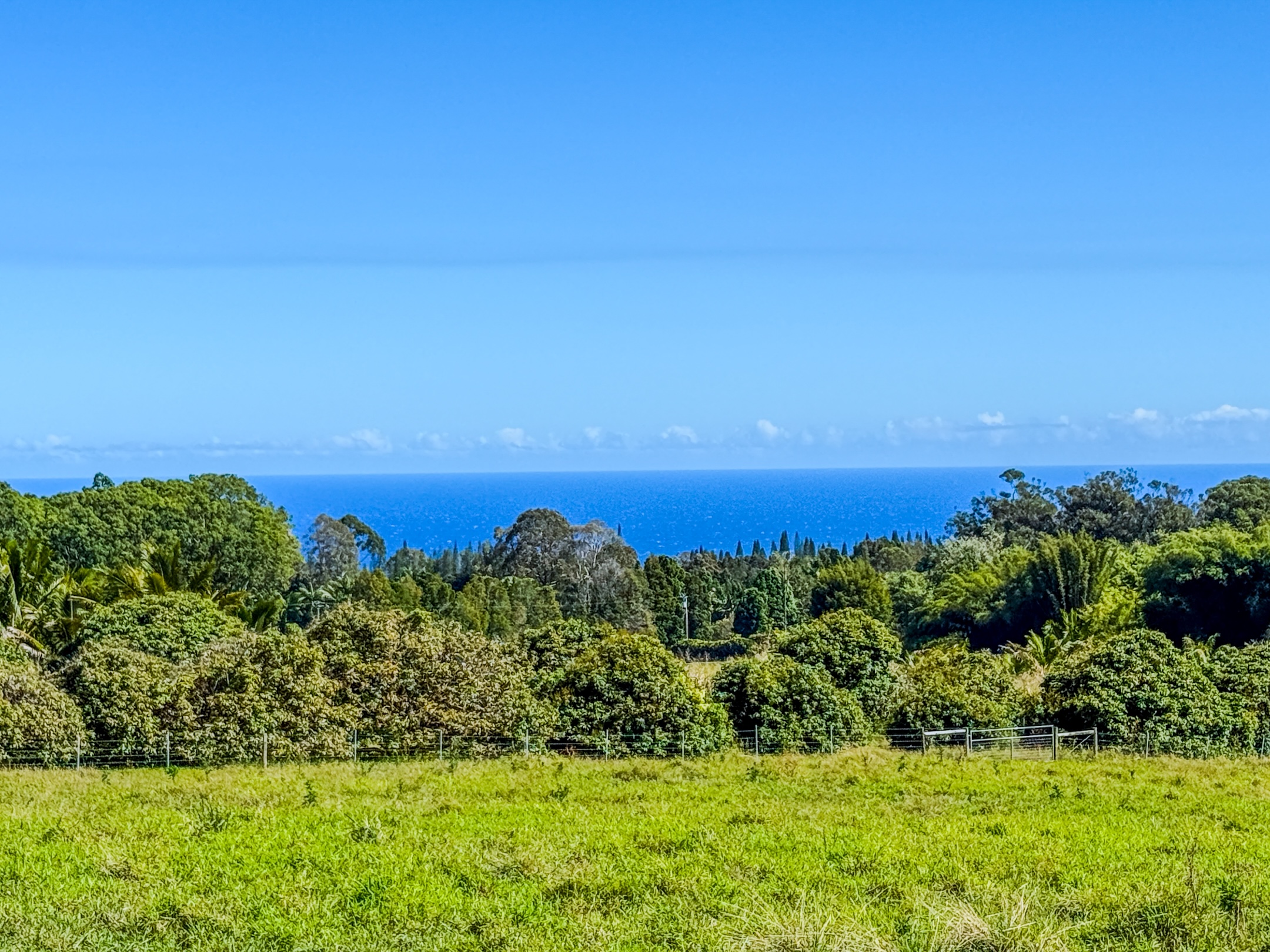 29-613 Lot Road Papaikou, HI 96781 - Photo 1 of 14 a view of a yard with a garden