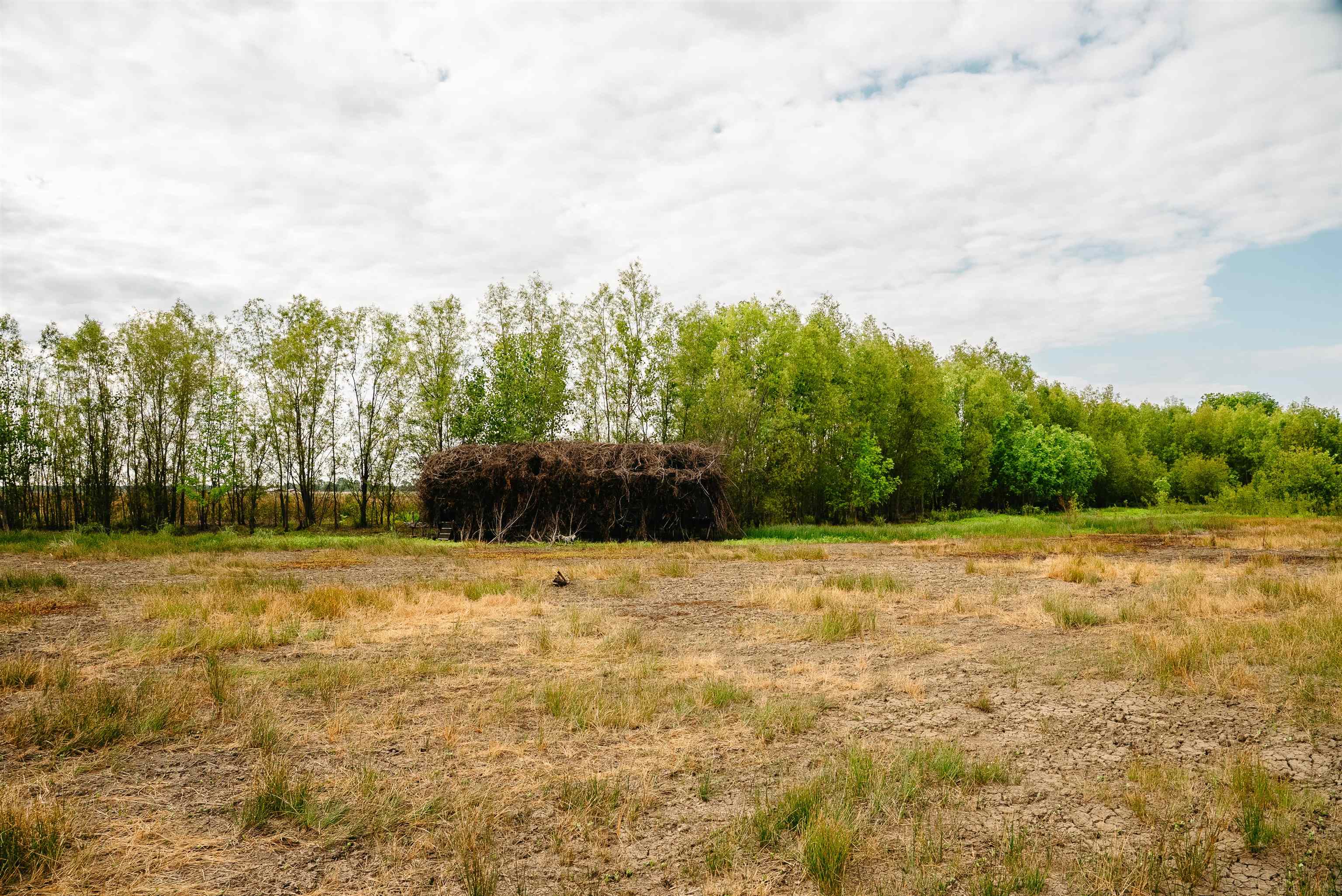 0 Earl Trim Road Tiptonville, TN 38079 - Photo 16 of 24 a view of a yard with trees in the background