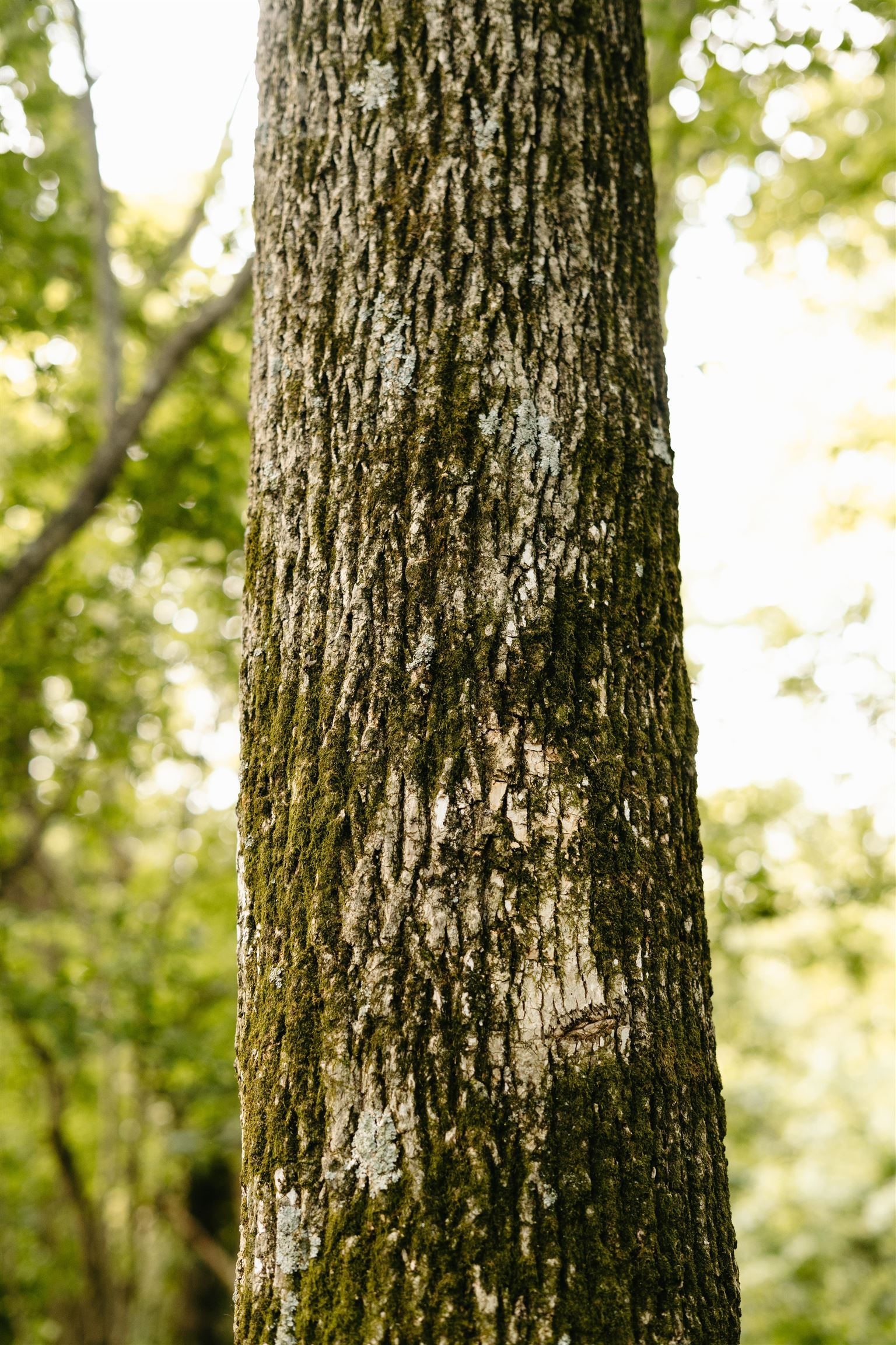 0 Earl Trim Road Tiptonville, TN 38079 - Photo 20 of 24 a close up of a tree