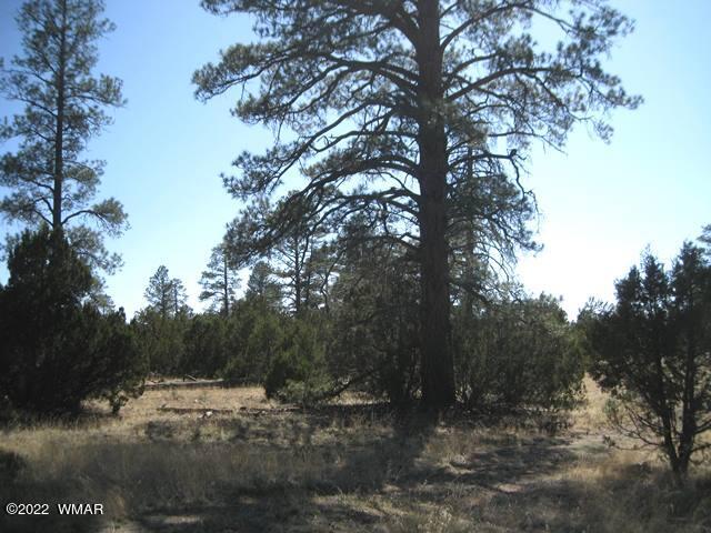 260 Overgaard Az 85933 Overgaard, AZ 85933 - Photo 1 of 6