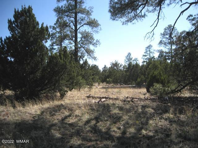 260 Overgaard Az 85933 Overgaard, AZ 85933 - Photo 3 of 6