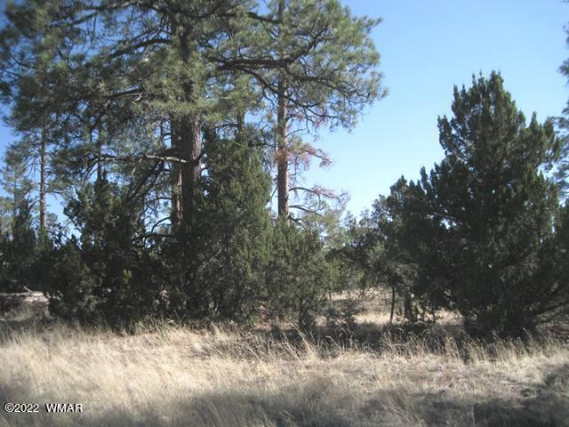 260 Overgaard Az 85933 Overgaard, AZ 85933 - Photo 4 of 6