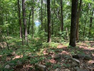 121 Caldwell Drive Oak Ridge, TN 37830 - Photo 8 of 9 Wooded-Privacy