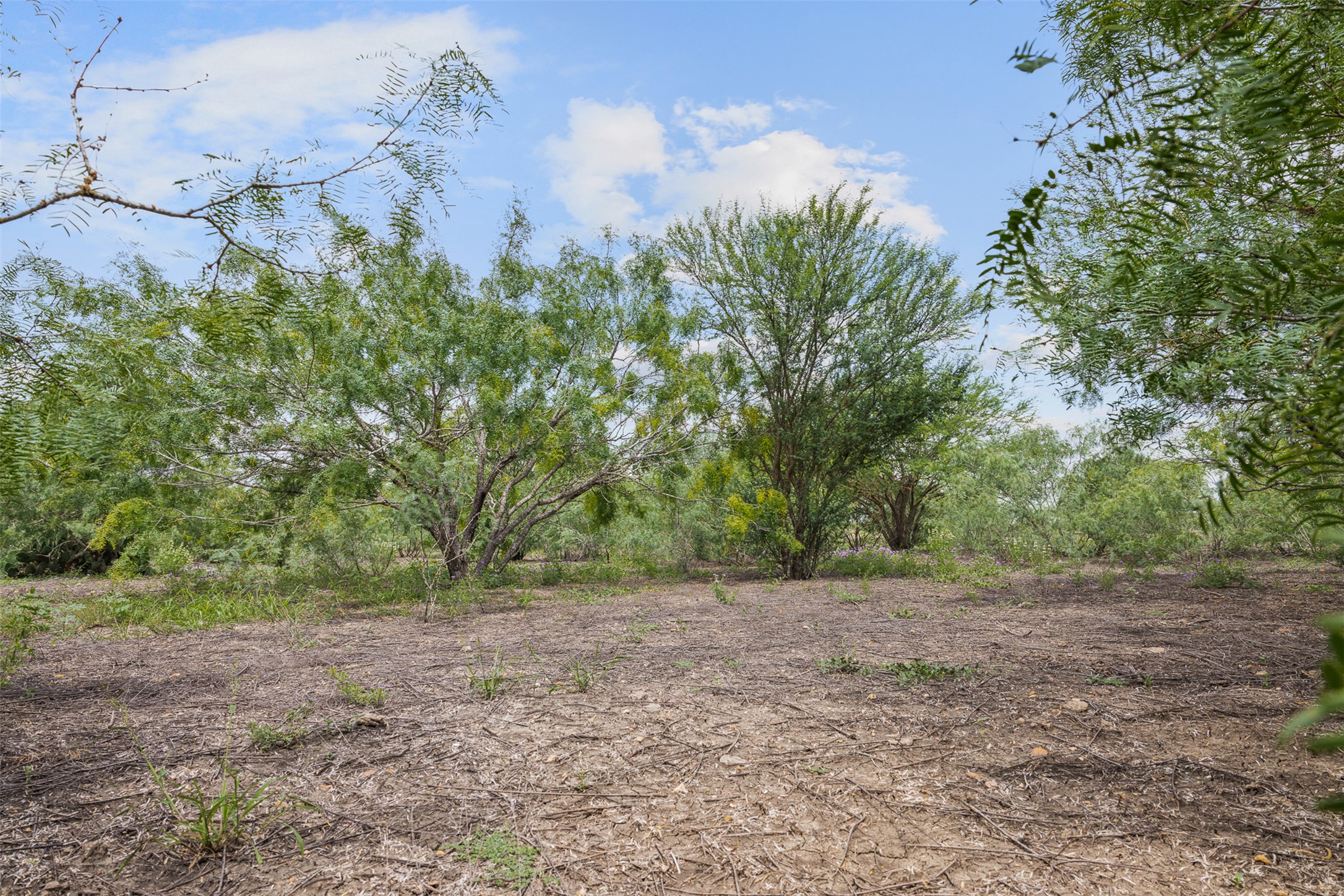 3315 Dry Creek Road Lockhart, TX 78644 - Photo 14 of 26 Mature trees dot this spacious lot, offering a verdant backdrop and ample space for development.