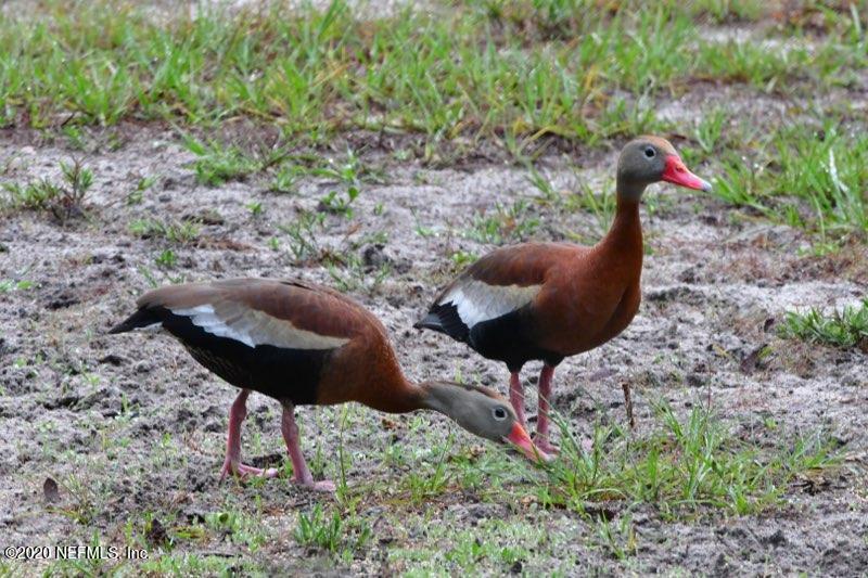 34 Nelsons Point Keystone Heights, FL 32656 - Photo 41 of 47 Wild Life