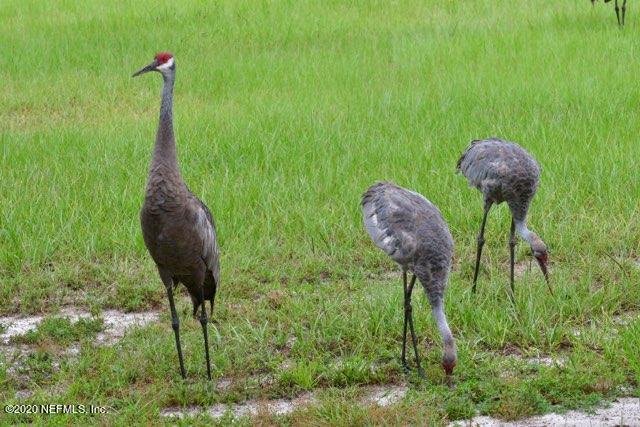 34 Nelsons Point Keystone Heights, FL 32656 - Photo 43 of 47 Wild Life View 3
