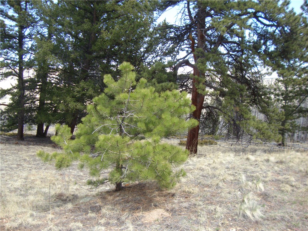 Lot 103 Redhill Road Fairplay, CO 80440 - Photo 9 of 24 Gallery Image 9