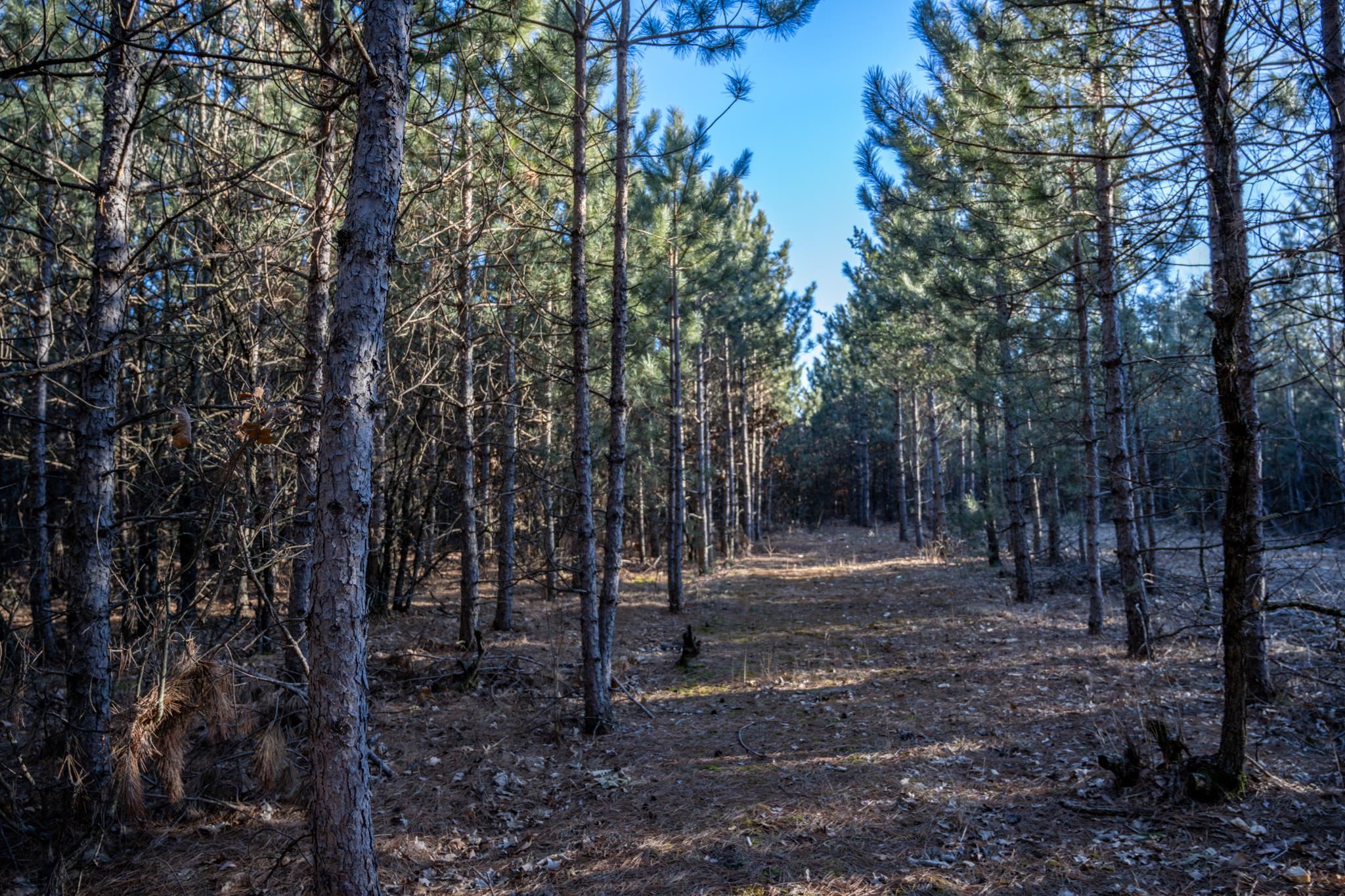 Lot 4 11th Friendship, WI 53934 - Photo 8 of 26